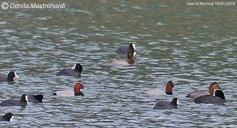 Contemporanea degli uccelli acquatici svernanti con Edredoni, Moretta grigia, Strolaga mezzana