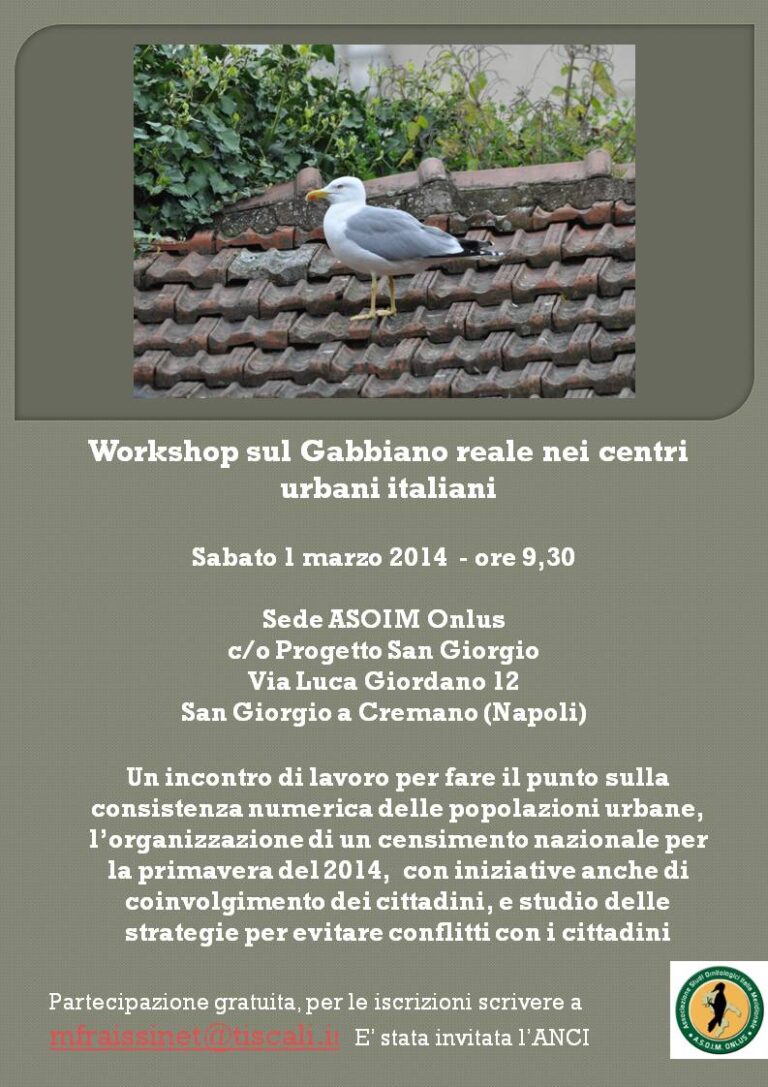 Workshop sul gabbiano reale urbano